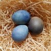 Egg colour - Black mallow (Alcea rosea var. nigra) - 10g