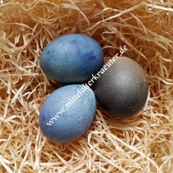 Egg colour - Black mallow (Alcea rosea var. nigra) - 10g