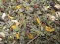 Lichtstrahl - Herbal Tea 50g