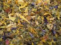 Zauberkraut - Herbal Tea 50g